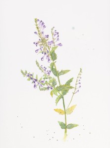 Akwarela "Tarczyca brodata"