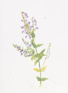 Akwarela "Tarczyca brodata"